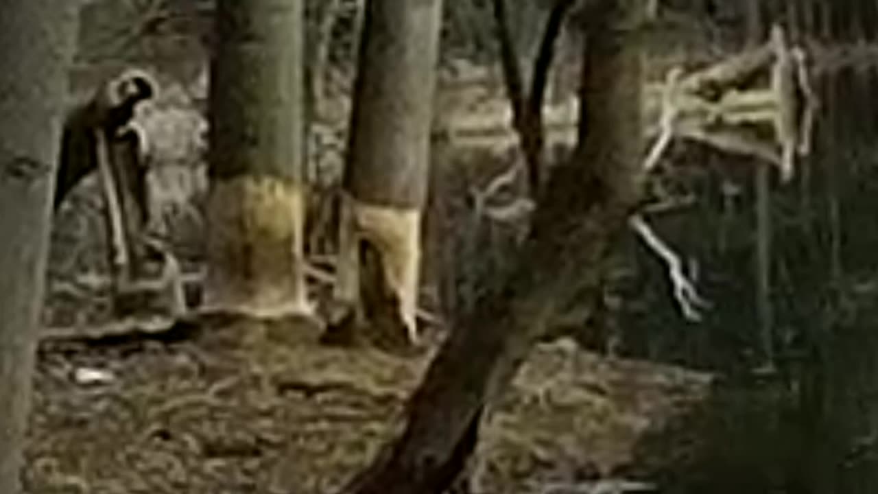 Amazing Beaver Hangout Found