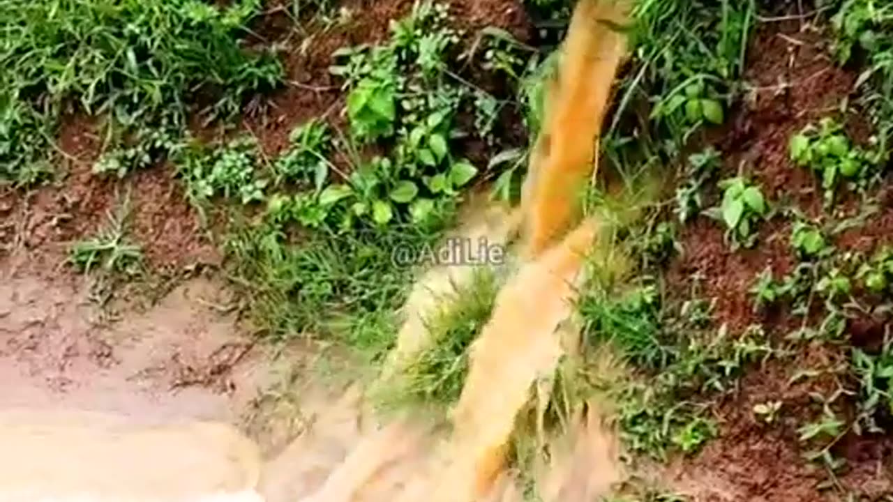 rice fields during the day