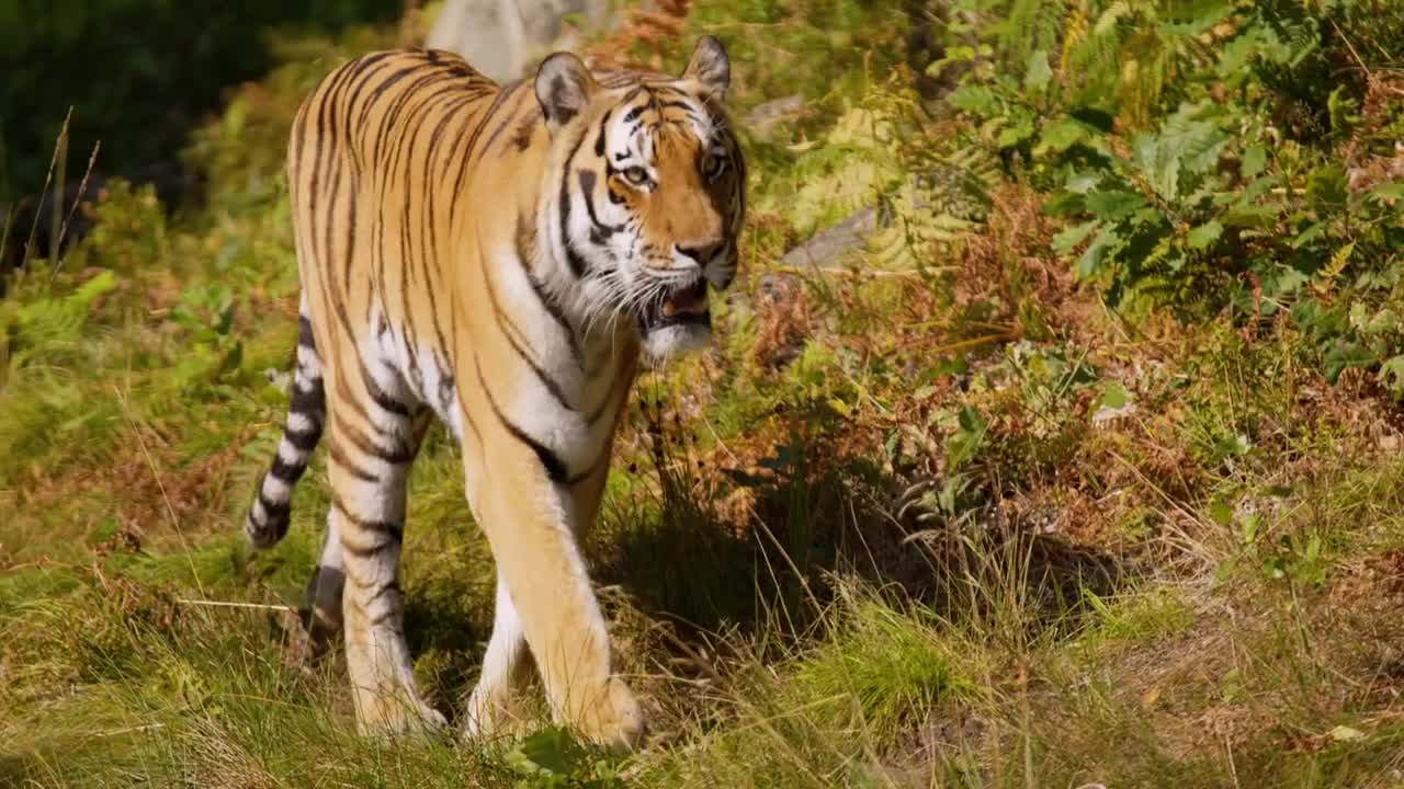 Tiger walking against camera at grass in the forest