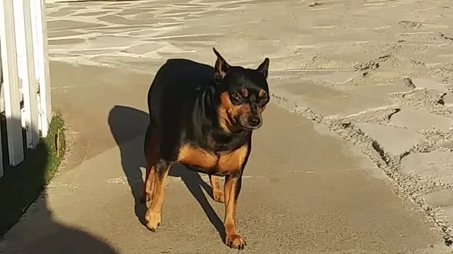 funny dogs