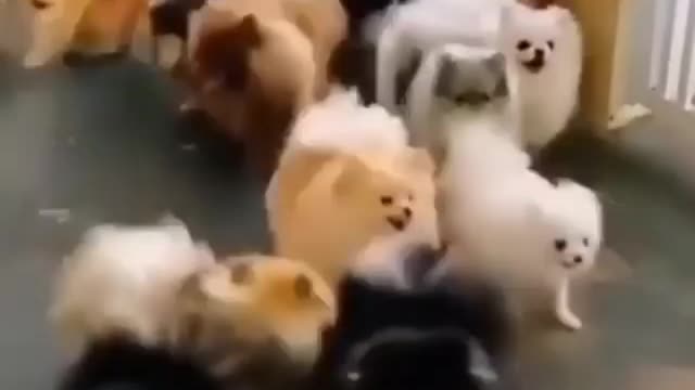 Wow so Many Puppies