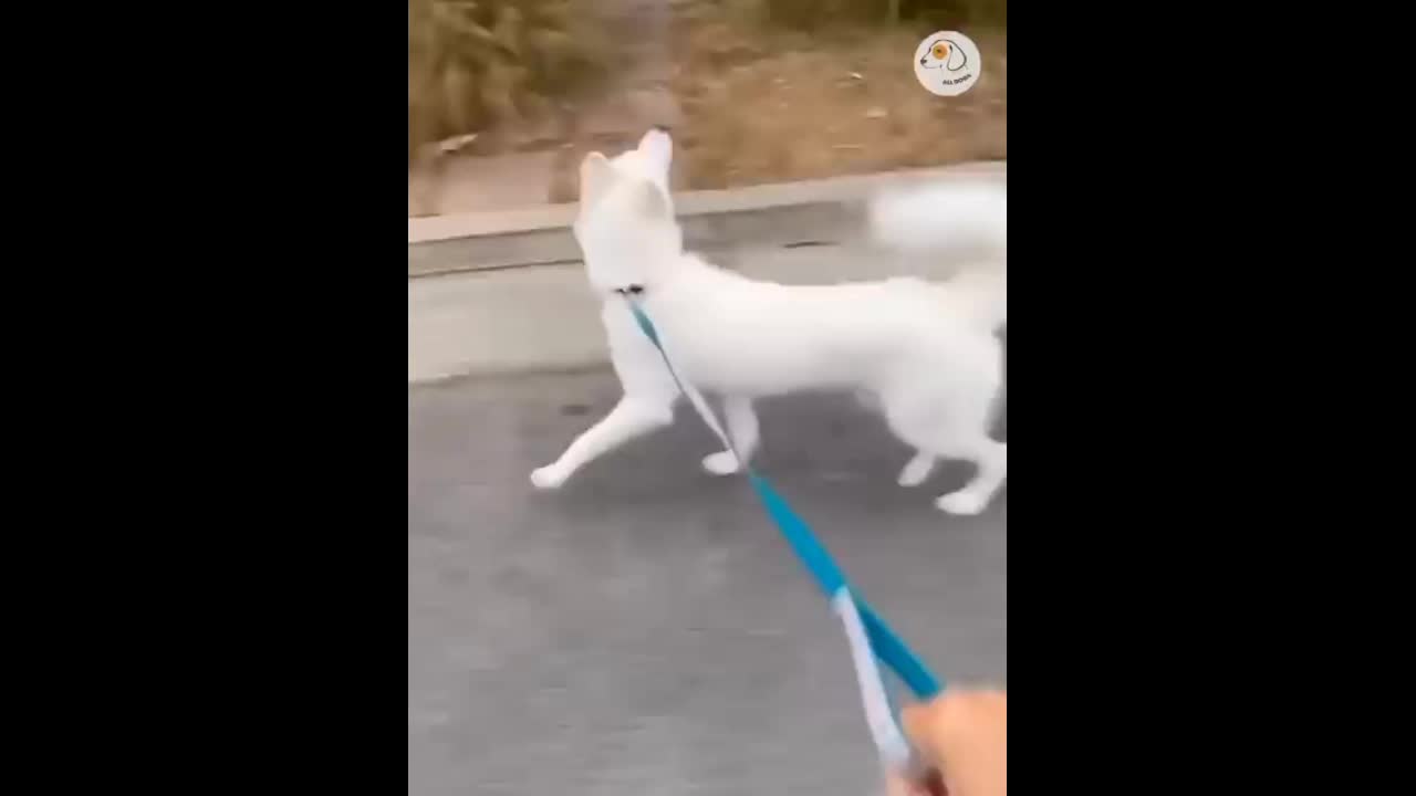 SO FUNNY Dog 🐕 Running Reaction