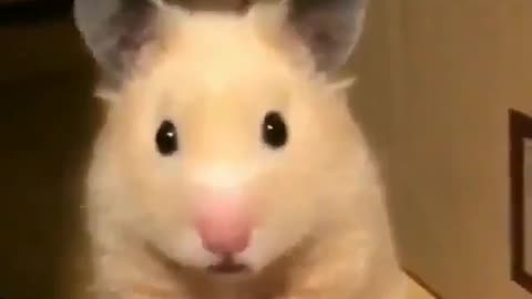 Hamster found