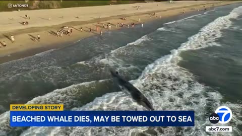 Whale dies after washing up on Torrance Beach