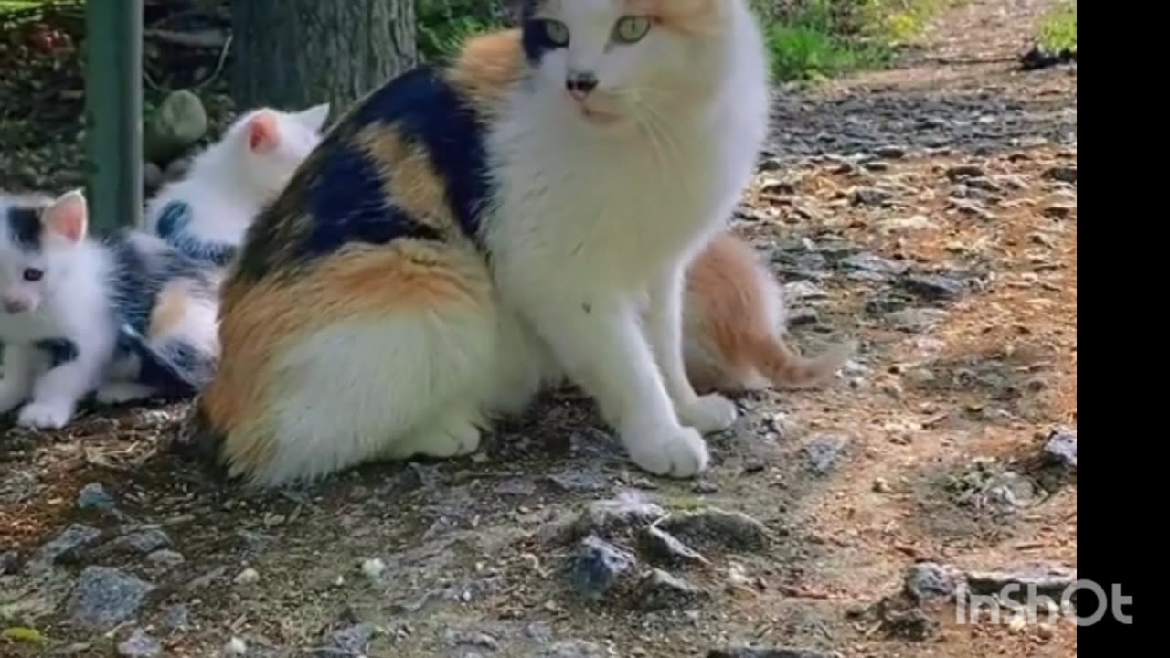 Cute Cat