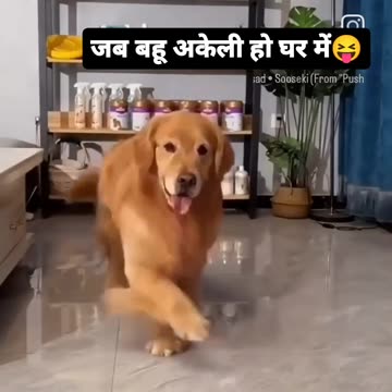 Funny moments with dogs #9