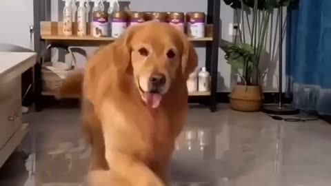 Funny moments with dogs #9