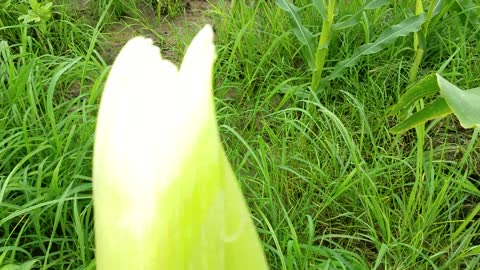 harvest corn