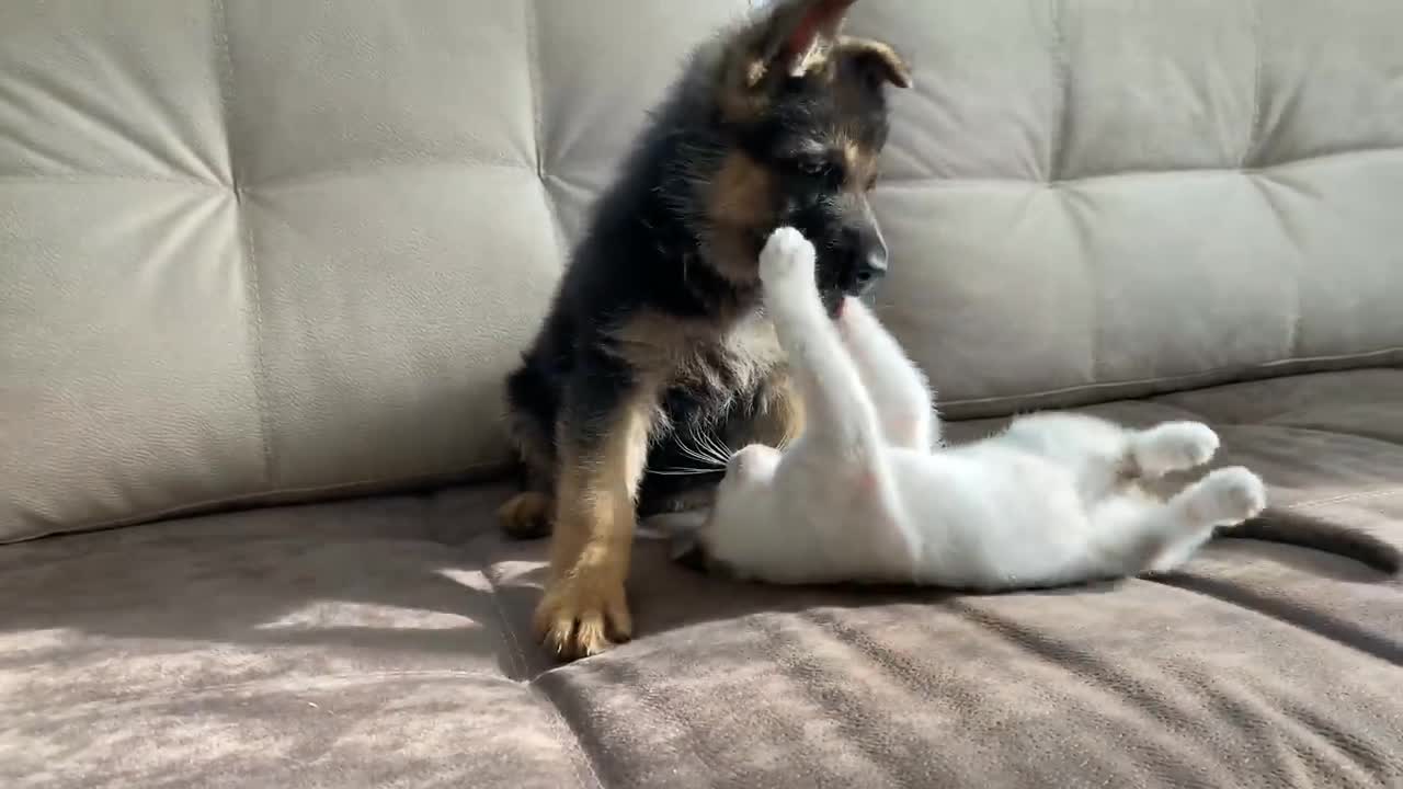 German Shepherd Puppy and Kitten Playing