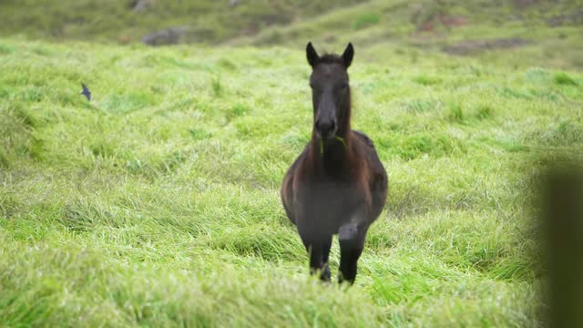 Foal galloping in slow motion wild horse