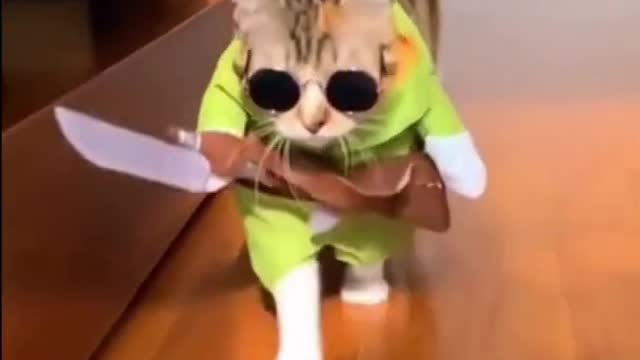 📹 Funny Animals Cat Walk