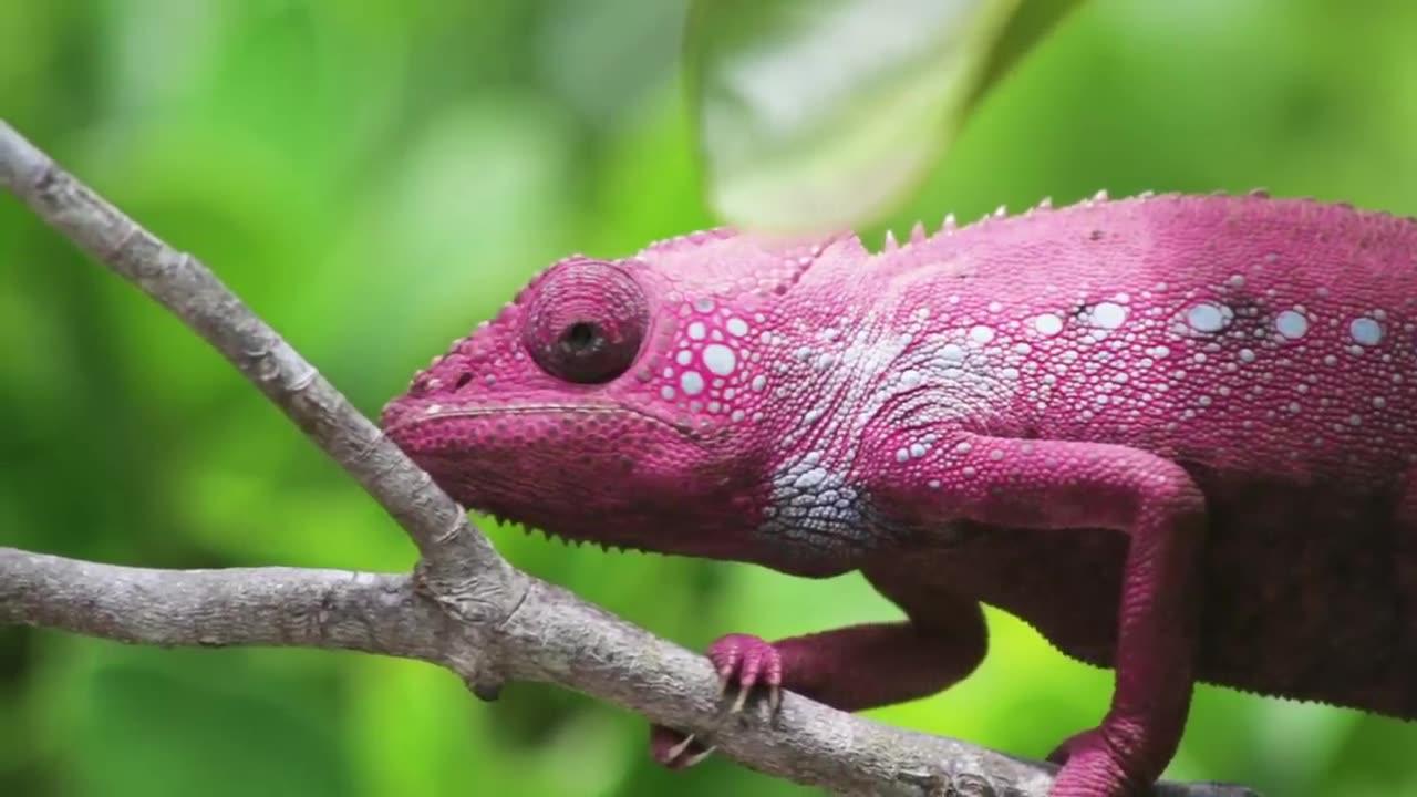 Chameleon changing color