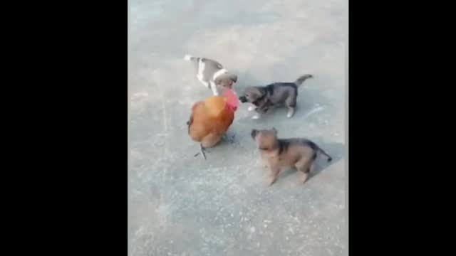 Very funny animals video