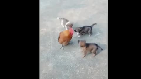 Very funny animals video