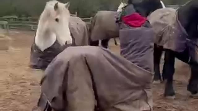 Horse funny videos