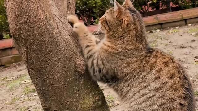 a cat's natural manicure
