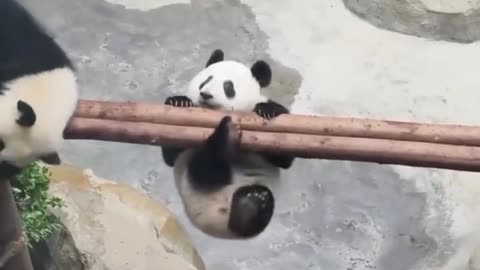 Baby Panda getting familiar with heights