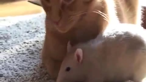 Rat loves cat!