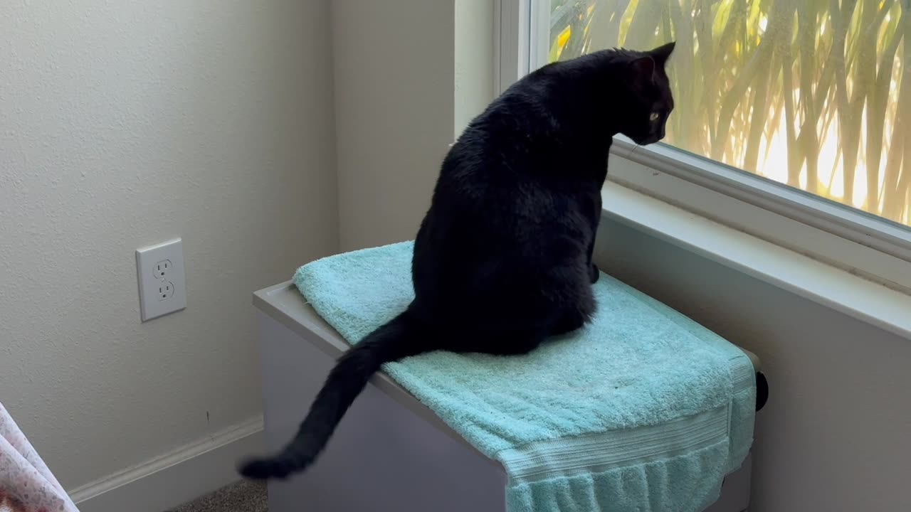 Adopting a Cat from a Shelter Vlog - Cute Precious Piper Enjoys Her Spa Viewing Area