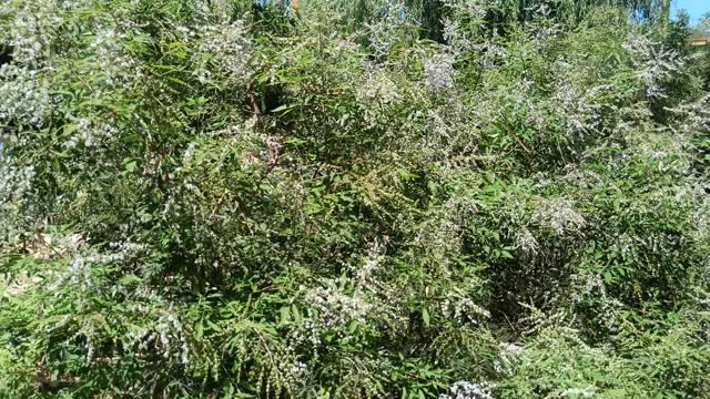 The tree is full of various flowers