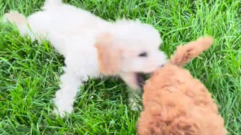 Puppies Playing Fight In THE Grass