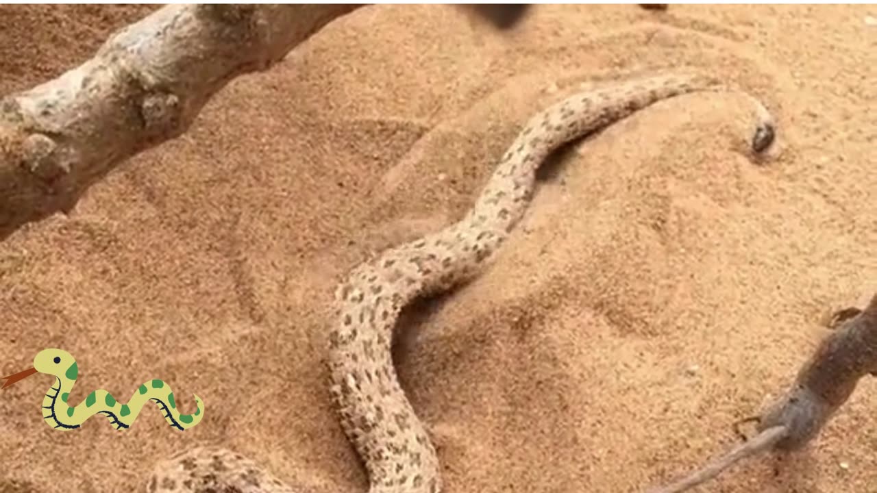 Serpent in the sand