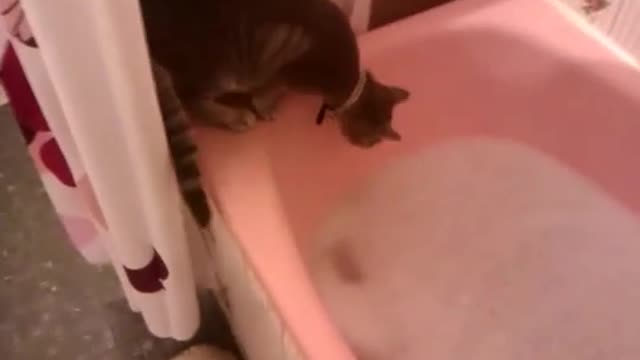 Chat vs baignoire drôle ^^