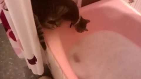 Chat vs baignoire drôle ^^