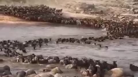 Wildebeest Migration