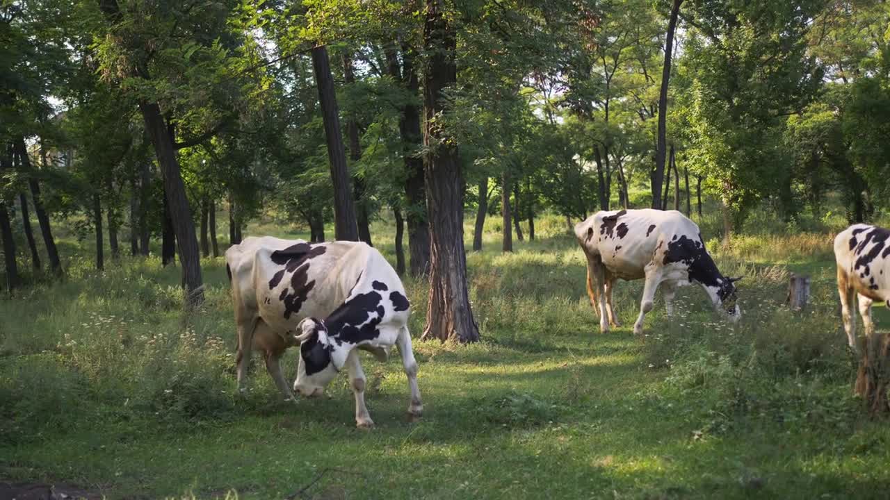 Spotted cow grazing in a meadow in the woods