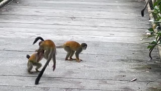 Squirrel monkey playing 4k video🔥