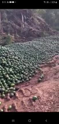 More Evidence Of Man Planned Famine: Truckloads of Avocados Dumped