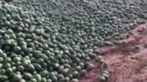 More Evidence Of Man Planned Famine: Truckloads of Avocados Dumped