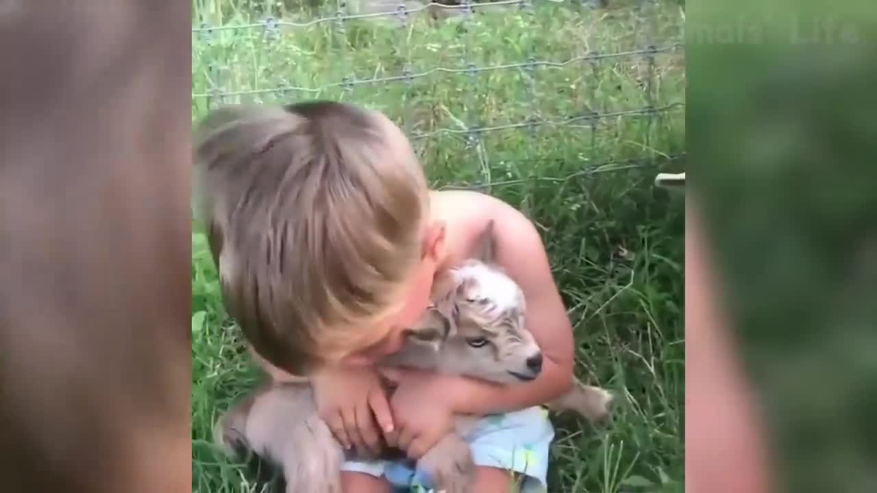 Funny Animal Videos That Makes You Laugh