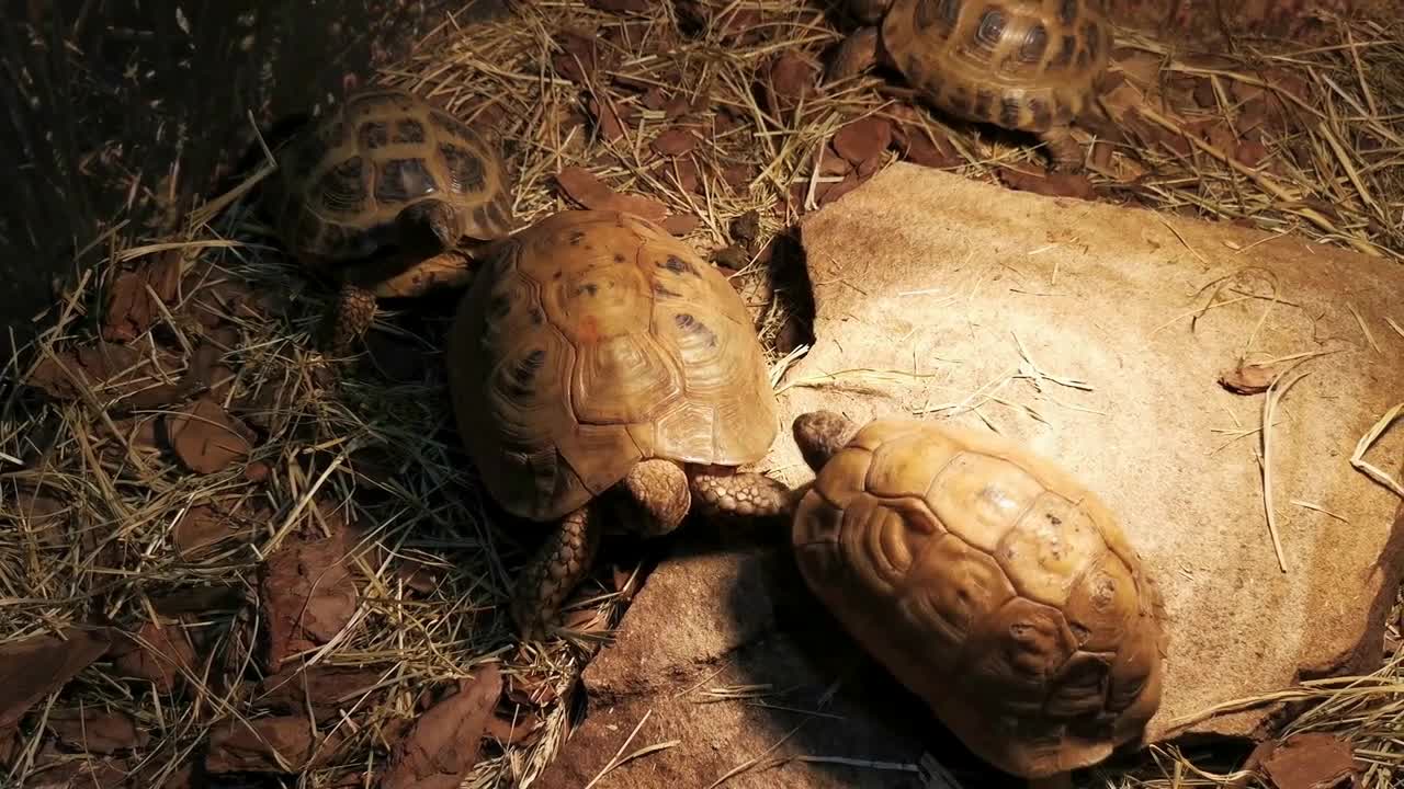 Giant turtle hitting with head another one. Tortoise fight in a zoo