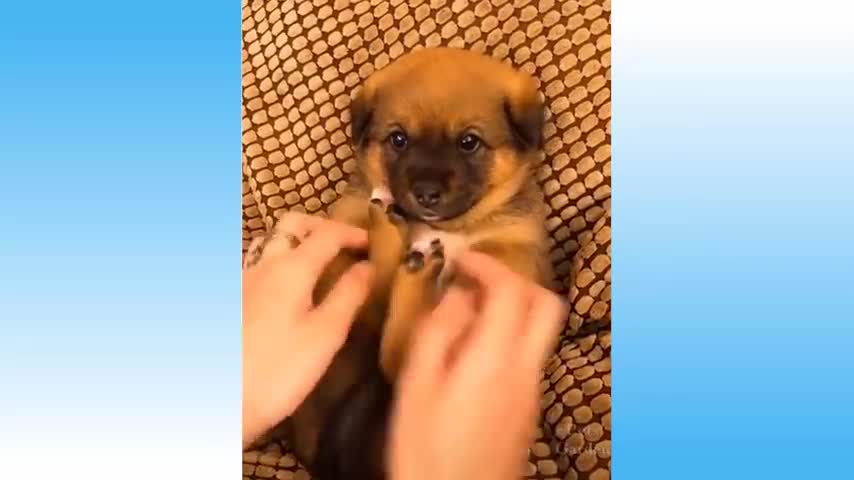 Pets And Funny Animals #110