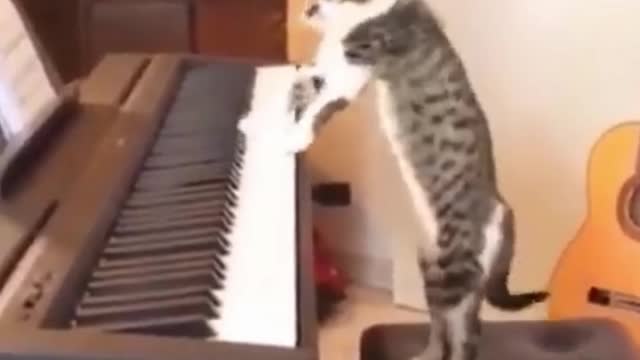 My Cat On The Keys