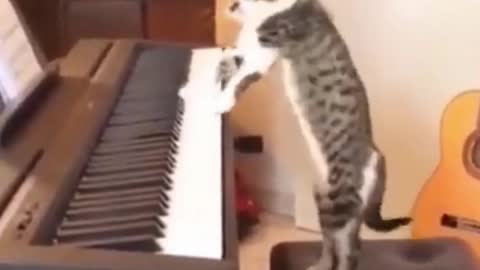 My Cat On The Keys