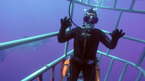 Great White Shark with wife in cage