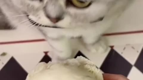 Sad cat