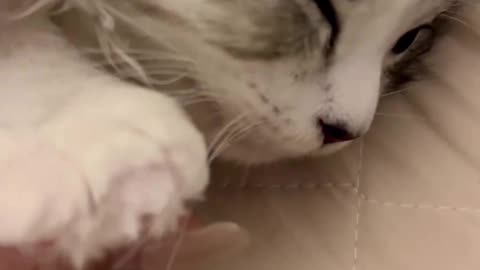 Cute cat cuteness
