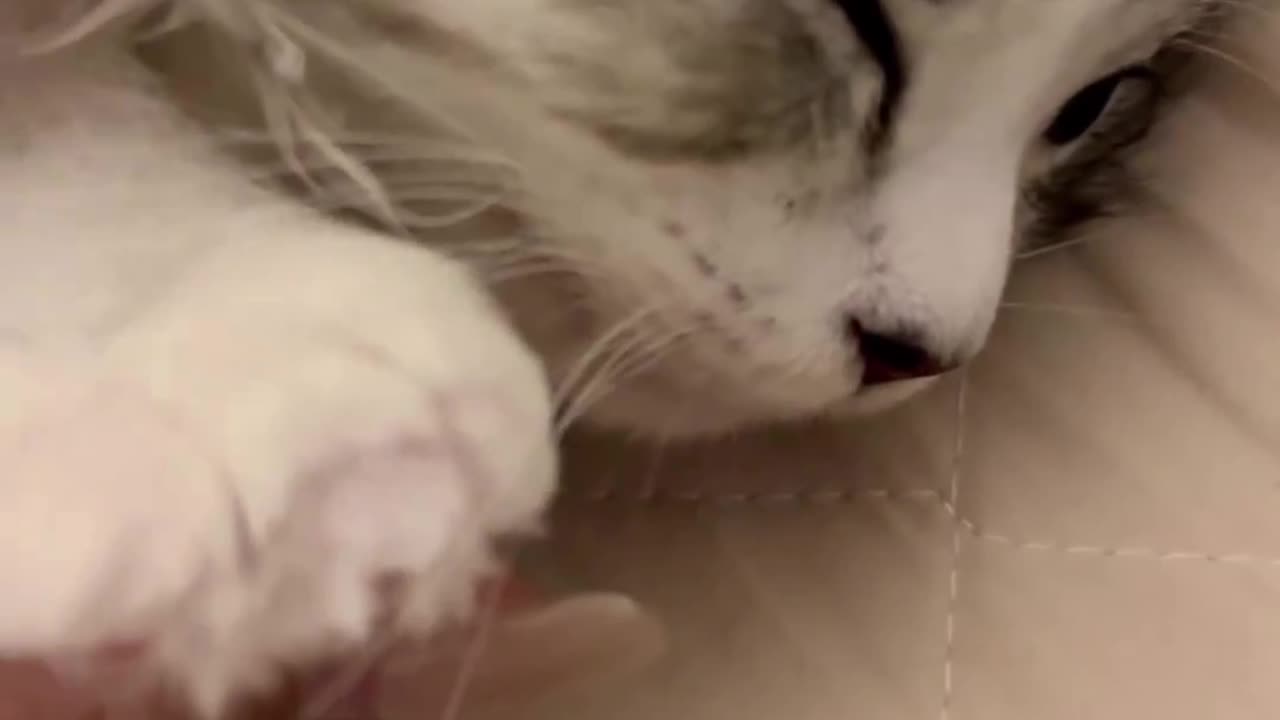 Cute cat cuteness
