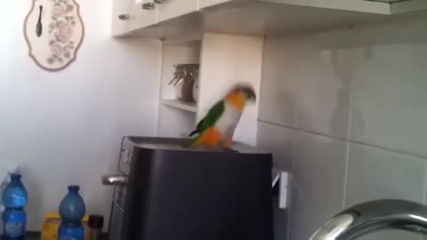 Parrot dance