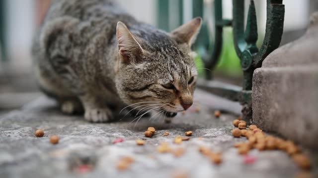 Cute kitten eating cat food, cute and patient