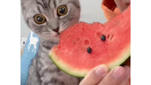 Funny animal videos