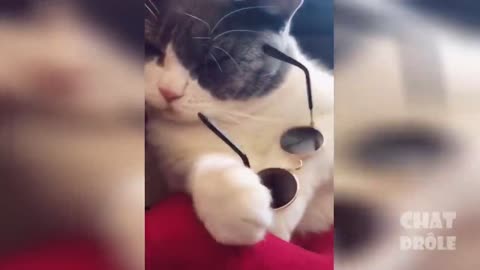 Very cute and crazy cat vol #8 - sunglasses