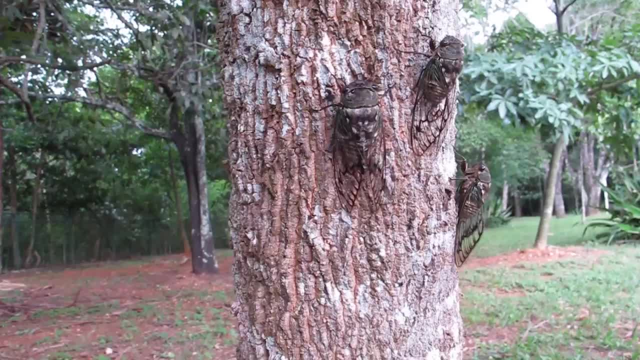 Cicada beetles buzz can drive you mad!