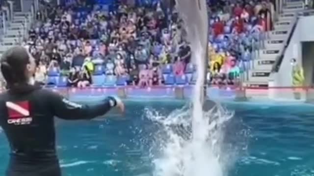 Unbelievable moment of dolphin 🐬 in Dolphin show