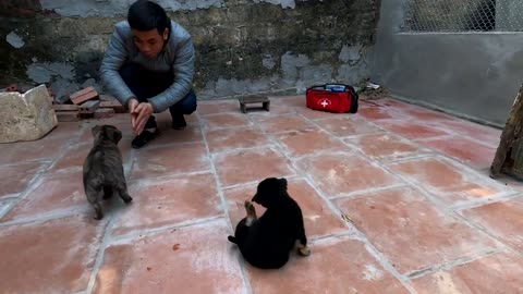 Rescue two small dogs abandoned by their owners in an abandoned house after moving to the city