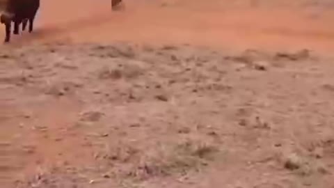 Crocodile and dog fight